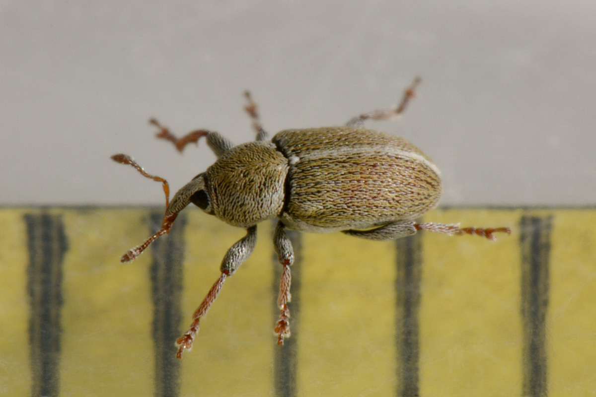 Curculionidae: Tychius meliloti anche loro? Molto probabimente sì